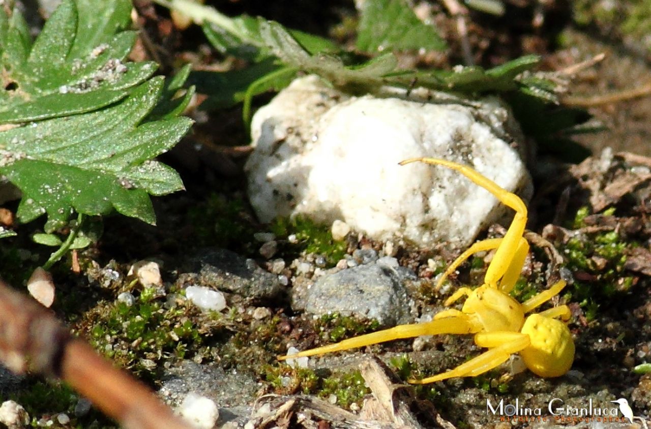 Ragno granchio - Misumena vatia